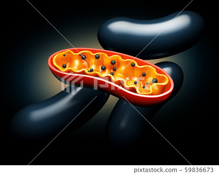 3d Rendering of Mitochondria - realistic illustration on red background 3d Rendering of Mitochondria - realistic illustration on red background 59836673