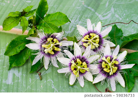 passion fruit flower passion fruit flower 59836733