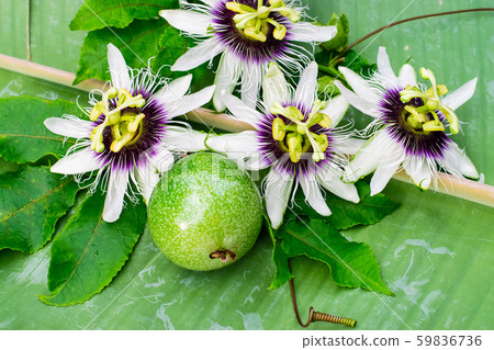 passion fruit flower passion fruit flower 59836736
