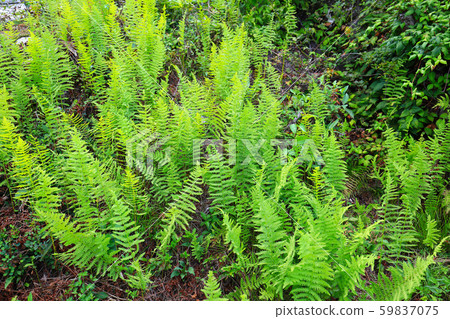 fern plant 59837075