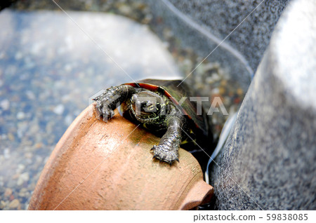 一隻烏龜 一隻烏龜 59838085