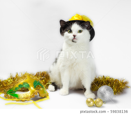 black and white cat in christmas fancy dress hat 59838136
