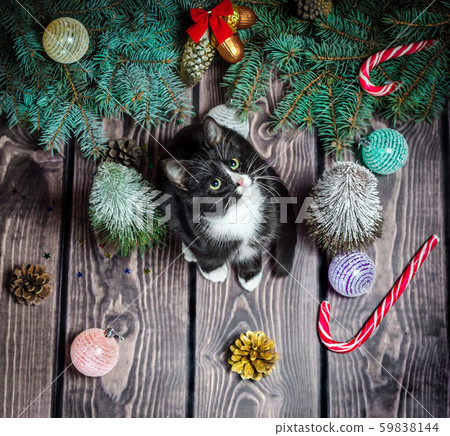 New year flat lay.black and white cat on a wooden floor with Christmas decorations 59838144