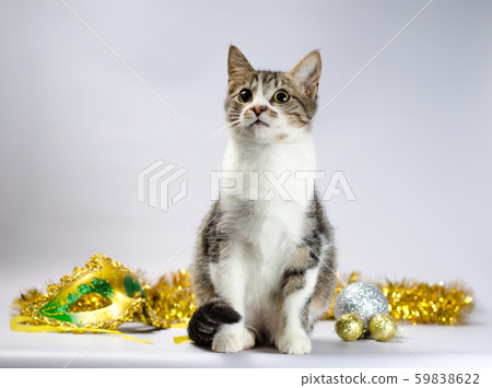tabby kitten with christmas decorations and mask tabby kitten with christmas decorations and mask 59838622