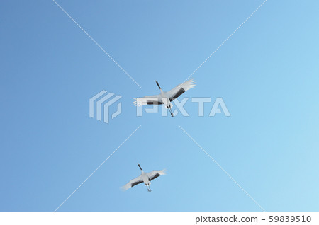 A crane flying in the blue sky (Tsurui, Hokkaido) A crane flying in the blue sky (Tsurui, Hokkaido) 59839510