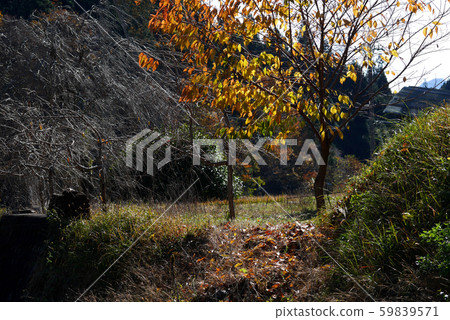 紀伊山的世界遺產秋天 紀伊山的世界遺產秋天 59839571