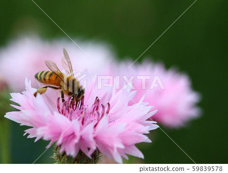 A bee 59839578