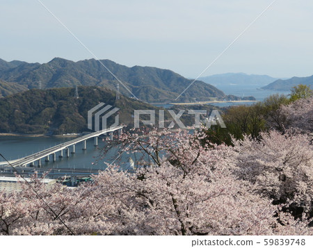 廣島橋和櫻花 廣島橋和櫻花 59839748