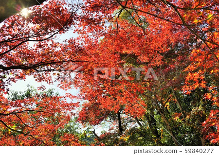 Inoki Waterfall Autumn Leaves Material Background Inoki Waterfall Autumn Leaves Material Background 59840277
