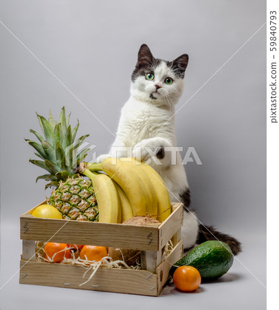 little kitten with black and white fur and green eyes 59840793