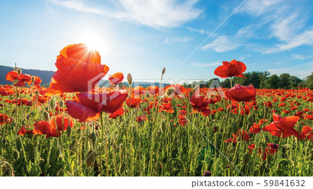 poppy field on a sunny afternoon poppy field on a sunny afternoon 59841632