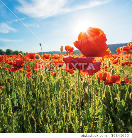 poppy field on a sunny afternoon poppy field on a sunny afternoon 59841633