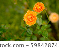 花園玫瑰 59842874