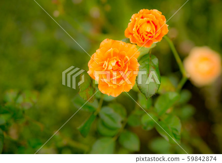 花園玫瑰 花園玫瑰 59842874