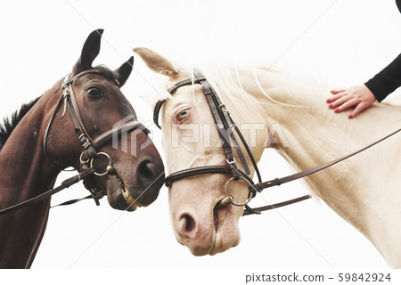 Two beautiful riding horses, brown and white, stand together with their heads to each other 59842924