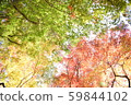 Autumn leaves 59844102