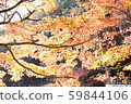 Maple  59844106
