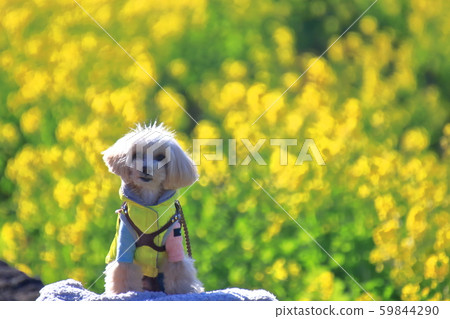 Spring coming 59844290