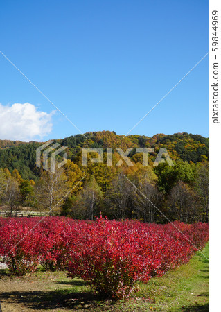 Kaeda Kogen在秋天 Kaeda Kogen在秋天 59844969