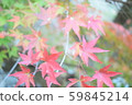 Maple  59845214