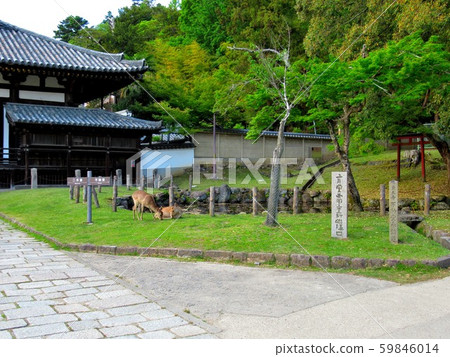 View of Nara, Todaiji Temple, Hokke-do (Sangetsu-do) and Hokke-do with Deer (3) 59846014
