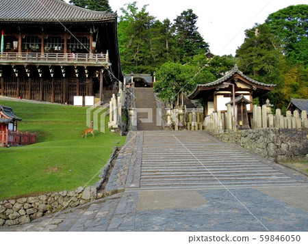 Stairs and deers climbing Nara, Todaiji and Nigatsu-do (1) 59846050