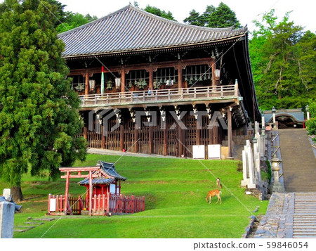奈良,長津東大寺,鹿風景(2) 奈良,長津東大寺,鹿風景(2) 59846054