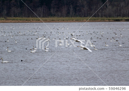 Swan flying off the lake 59846296