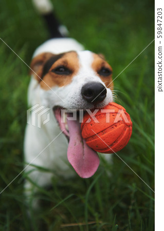 Jack Russell Terrier dog with a toy ball in his teeth Jack Russell Terrier dog with a toy ball in his teeth 59847203