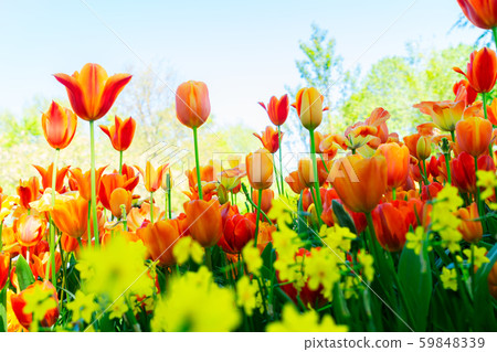 Tulips garden flowerbed Tulips garden flowerbed 59848339