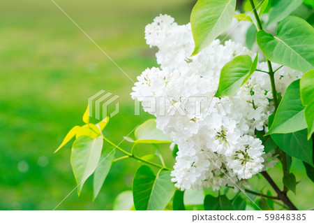 Blooming lilac flowers Blooming lilac flowers 59848385