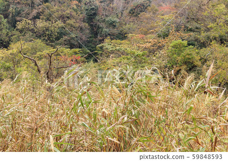 Wetlands (late autumn) 59848593