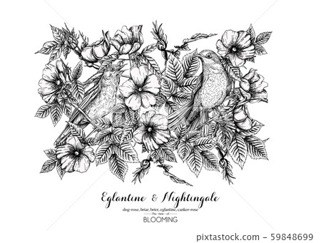 Dog-rose, briar, brier, eglantine, canker-rose and nightingale Dog-rose, briar, brier, eglantine, canker-rose and nightingale 59848699