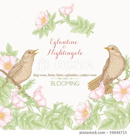 Dog-rose, briar, brier, eglantine, canker-rose and nightingale Dog-rose, briar, brier, eglantine, canker-rose and nightingale 59848715