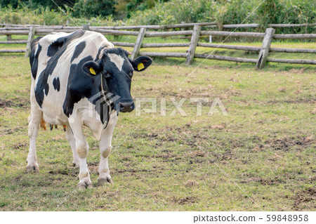 Farm cow Holstein Jersey beef Guernsey beef Farm cow Holstein Jersey beef Guernsey beef 59848958