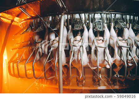 bird chicken factory line hang poultry industry bird chicken factory line hang poultry industry 59849016