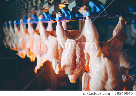 bird chicken factory line hang poultry industry bird chicken factory line hang poultry industry 59849040