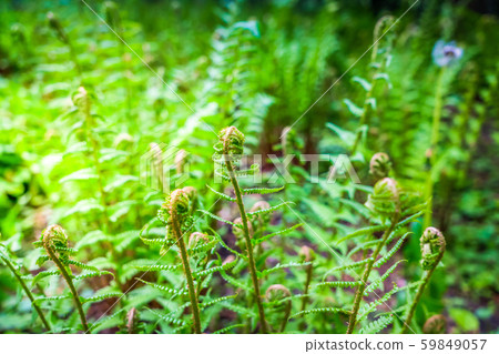 green ferm sprouts under sun 59849057