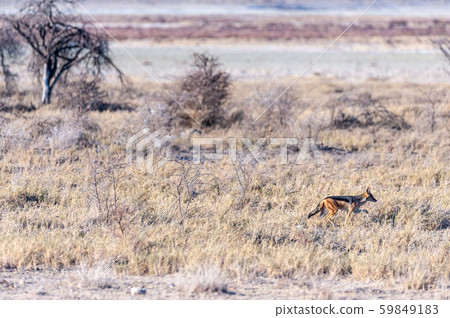 Jackal on the hunt in Etosha 59849183