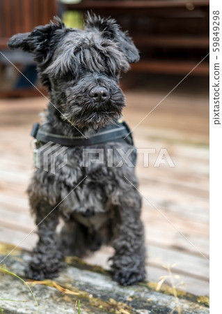 Cute shaggy schnauzer carefully, wary looks into the distance through a long bangs and guards his 59849298