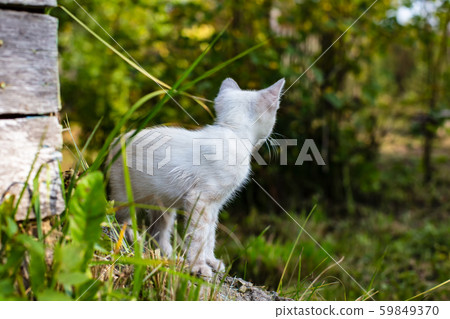 Little kitten the first time went for a walk, it is with interest and curiosity gets acquainted with 59849370