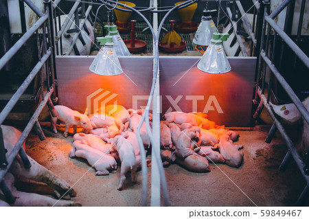 pig farm industry farming hog barn pork pig farm industry farming hog barn pork 59849467