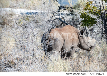 Black Rhinoceros Browsing under a tree. Black Rhinoceros Browsing under a tree. 59849621