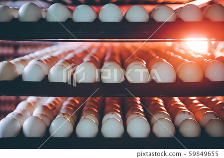 egg plant factory poultry farm stack hatchery egg plant factory poultry farm stack hatchery 59849655
