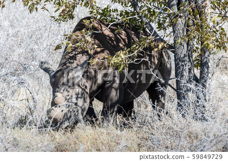 Black Rhinoceros Browsing under a tree. 59849729