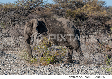 Closeup of an African Elephant Passing By 59849796