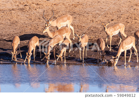 Impalas drinking from a waterhole Impalas drinking from a waterhole 59849812