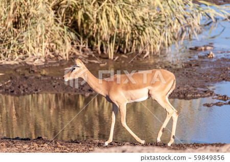 Closeup of an Impala Near a Waterhole 59849856
