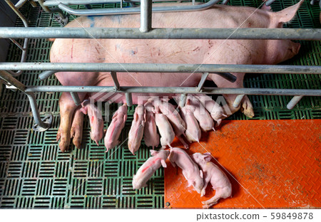 pig farm industry farming hog barn pork pig farm industry farming hog barn pork 59849878