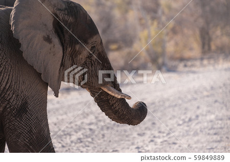 Closeup of an African Elephant Passing By Closeup of an African Elephant Passing By 59849889
